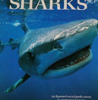 Sharks - John D. Stevens